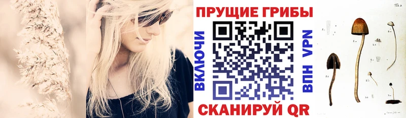 Галлюциногенные грибы Psilocybe  сколько стоит  Усть-Джегута 